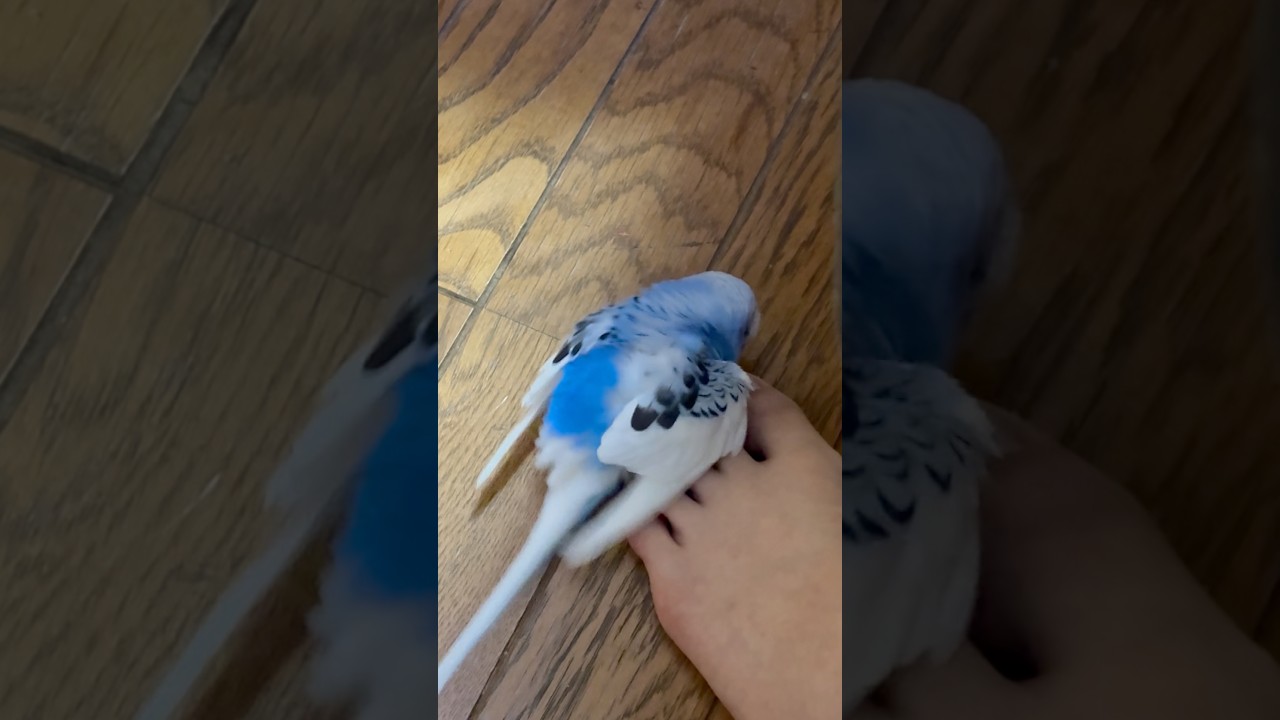 ヨルくん😫#セキセイインコ - YouTube
