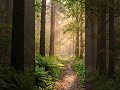 Morning Forest Walk 🌿 Relaxing Nature #scenery #viral #shorts