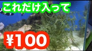 海水魚 海ぶどうで水質を良くしてみた アクアリウム Youtube