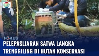 Trenggiling Langka Dilepasliarkan di Bangka! Langkah untuk Selamatkan Satwa Punah | Fokus