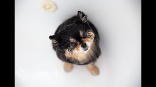 Bathing My Pomeranian Dog Using Her Own Grooming Products | ASMR by Mocha Pom 5,936 views 12 days ago 2 minutes, 32 seconds