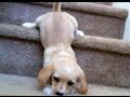 Extremely HARD TRY NOT TO LAUGH CHALLENGE - FUNNY and CUTE puppies compilation