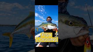 Yellowtail Kingfish 🎣