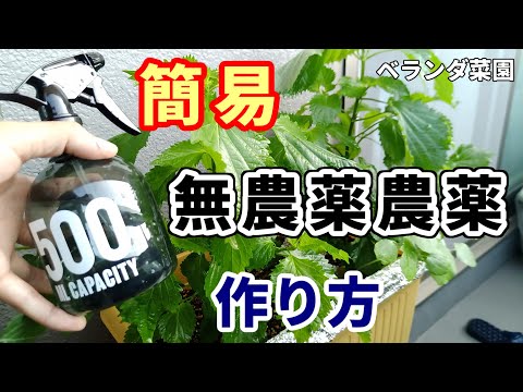 【ベランダ菜園】害虫対策！無農薬農薬の簡単な作り方【自然農薬】