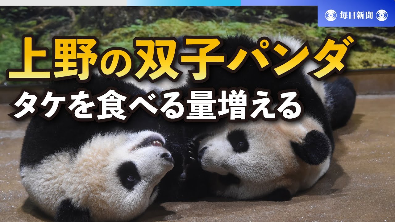 上野動物園の双子パンダ、タケを食べる量増える 順調に成長 - YouTube