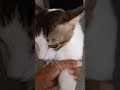 Cutest Cat Playing Video 😻 | Must Watch! || Cat Playtime = Stress Gone 🐱✨