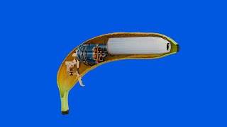 How a banana works