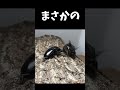 ネプチューンオオカブトvsグランディスオオクワガタ
