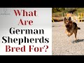 What Are German Shepherds Bred For? Learn the Origins Of This Popular Dog Breed