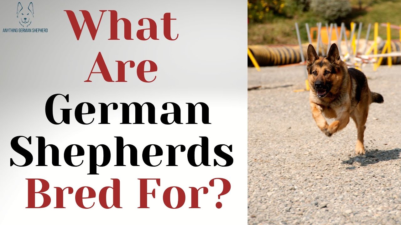 what-are-german-shepherds-bred-for-learn-the-origins-of-this-popular
