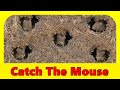 Cat Games 🐭 Catch The Mouse TV