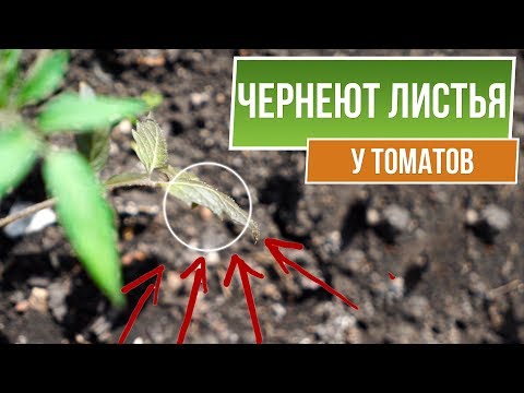 Вопрос: У рассады помидор чернеет стебель на уровне земли, что с этим делать?