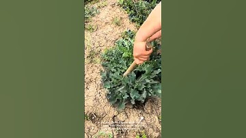 Weed removal: removing weeds from dry soil