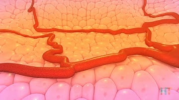 HT bioimaging - by Napo3D