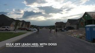 Bull Mastiff Hulk l Great Before and After Video l #DogTraining San Antonio