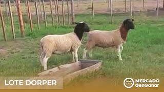 Vídeo: Lote de 2 corderos Dorper PxC