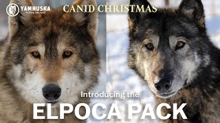 MEET THE ELPOCA PACK! Canid Christmas at Yamnuska Wolfdog Sanctuary by Yamnuska Wolfdog Sanctuary 435 views 1 year ago 2 minutes, 27 seconds