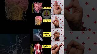4 Mudras for Brain Nervous system Spine stomach 5min each whiledoing meditation #yoga #mudras #yog