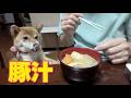 あっつい日にあえて豚汁作る! 豚肉あるよー