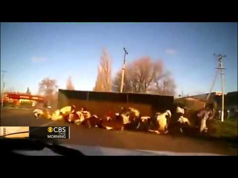Watch: Truck full of cows tips over