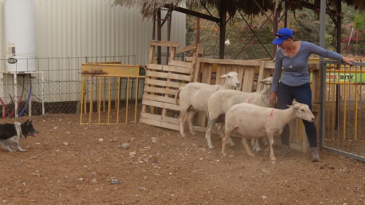 כלבי רעייה - עבודות בחווה