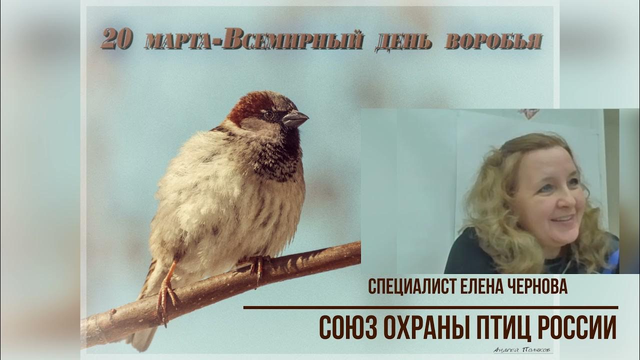 Открытки всемирный день воробья. Всемирный день воробья в детском саду. День воробья. Всемирный день воробья в детском саду. День воробья.