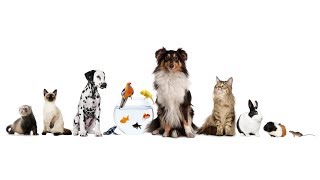House and Hound Care .com