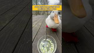 The Soothing Sounds of ✨DUCK✨ @wrinkletheduck