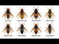 The Most Dangerous Hornets in the World Ranked