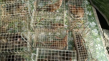 Thăm Bẫy Chuột Cống Nhum, Tập 171(Được 15 chú)#ccvlog