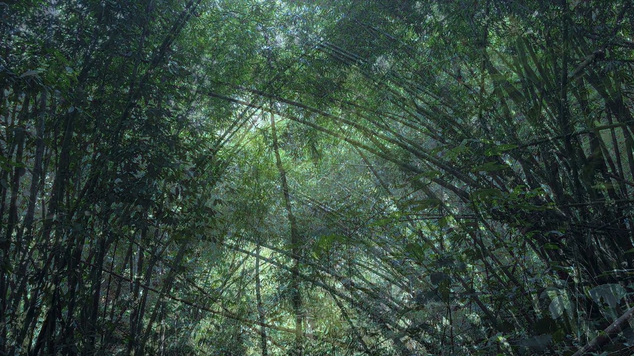 The Soundscape of Buddha Sasana Foundation Retreat Center