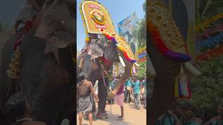 അക്കരമേൽ മോഹനൻ ഇത്തിത്താനം ഉത്സവത്തിൽ, Akkaramel Mohanan, #elephantvideo