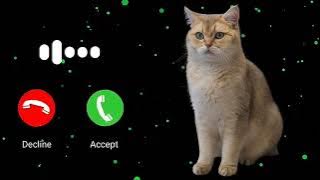 nada dering suara kucing@Tahip