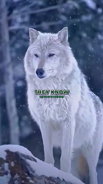 Joe Rogan on Why Bears and Wolves Fear Humans 🐻🐺