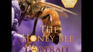 The Honey Bee Portrait Book Honoring Sacred Honey Bees By Nancy Ann Set To John Sokoloff Valleys