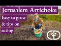 Jerusalem artichoke grow harvest eat