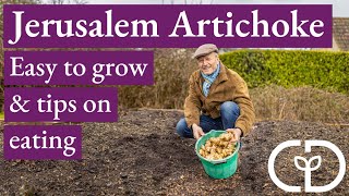 Jerusalem Artichoke: grow, harvest, eat