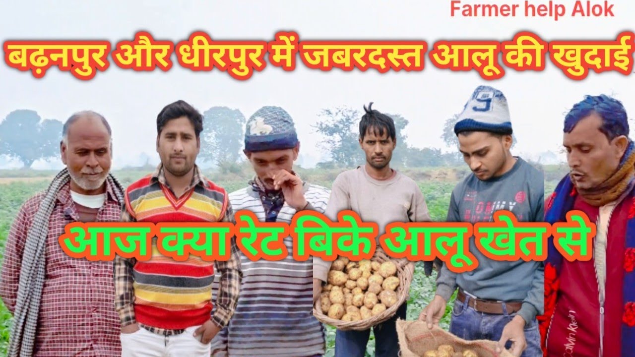 ग्राम बढ़नपुर धीरपुर में आज जबरदस्त आलू खुदाई क्या रेट बिके आलू 
