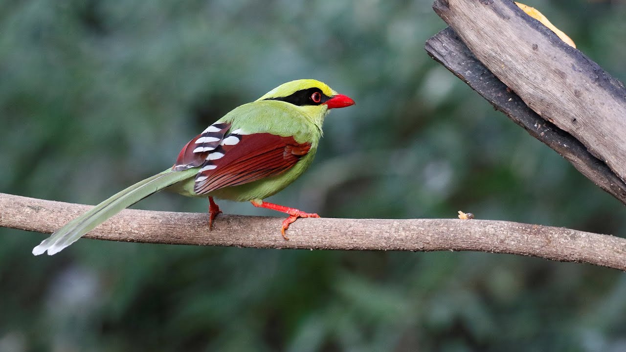 Birding India Part 9: Methodist Bird Hide in Sattal, to Chafi, to Nainital and Narayan Nagar.