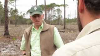 MNN: SFI Forest Audit