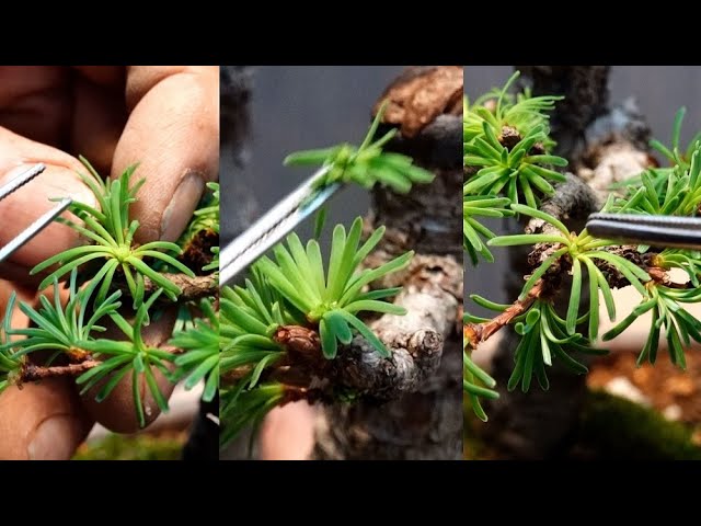 Picking Japanese larch buds [With subtitles] - YouTube