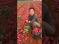 SandyPotato PremiumProduce 