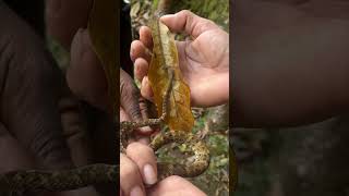 Bothrops Atrox Snake's Sound Display