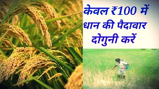 केवल ₹100 के खर्चे में धान की पैदावार दोगुनी करने का आसान तरीका|| dhan ki kheti | rice harvesting