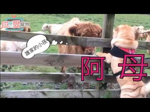 沙皮狗亂認親