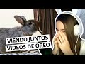 Vemos VIDEO de OREO cuando ERA PEQUEÑO 🐰💙 TERMINO LLORANDO 😢