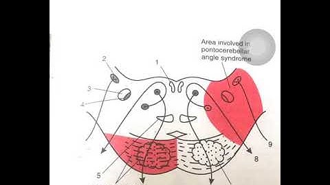 Dr. Pratheepa’s tutorial- FAQ PONS