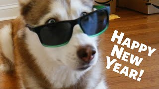 Happy New Years from Laika the Husky by gardea23 8,736 views 3 years ago 20 seconds