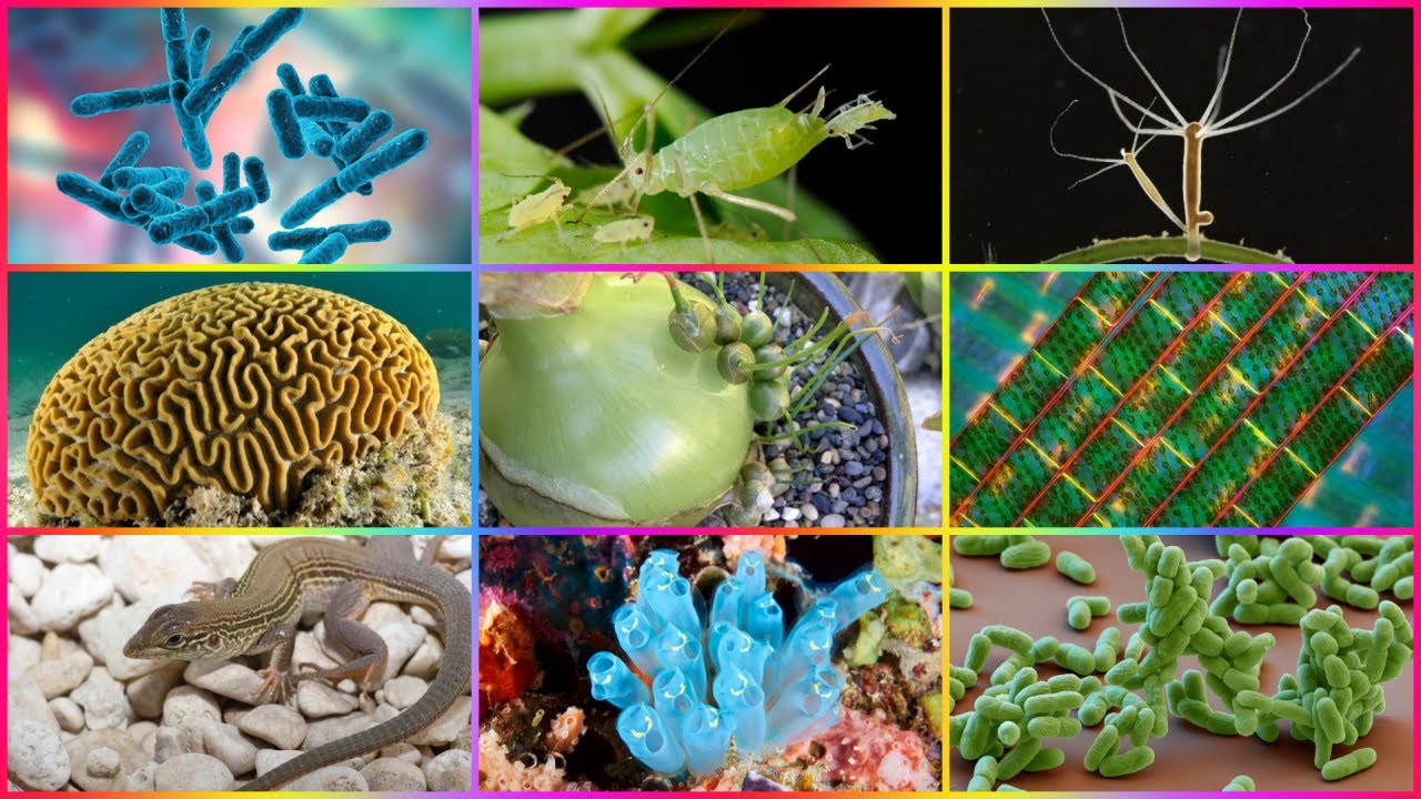 ¿En que Consiste la Reproducción Asexual en Animales y en las Plantas? Características y Tipos ¿En que Consiste la Reproducción Asexual en Animales y en las Plantas? Características y Tipos