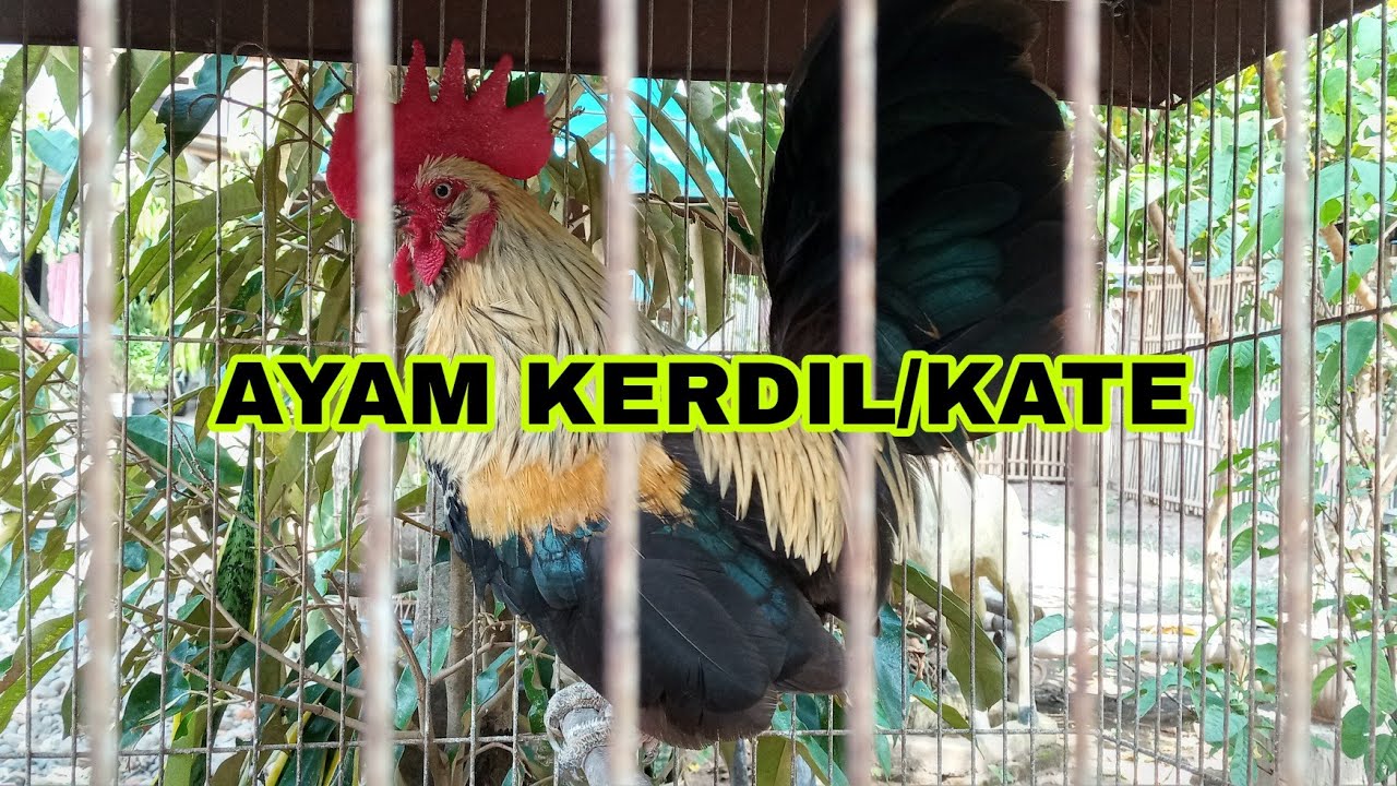 Ayam kate lokal 